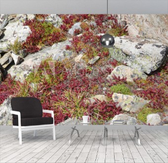 Picture of Alpine Tundra Groundcover in Autumn colors Rocky Mountains USA